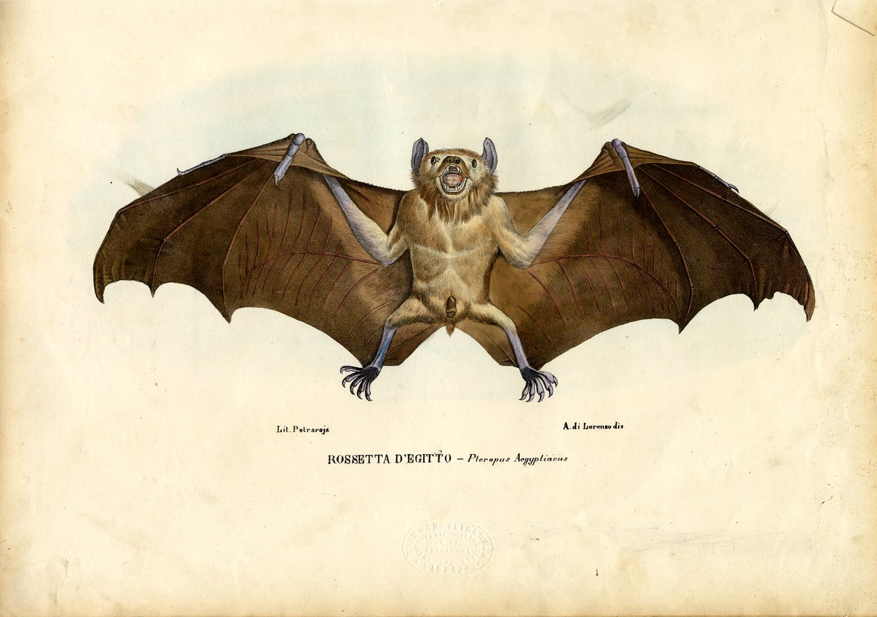 Egyptisk fruktflaggermus, 1863-79 av Raimundo Petraroja