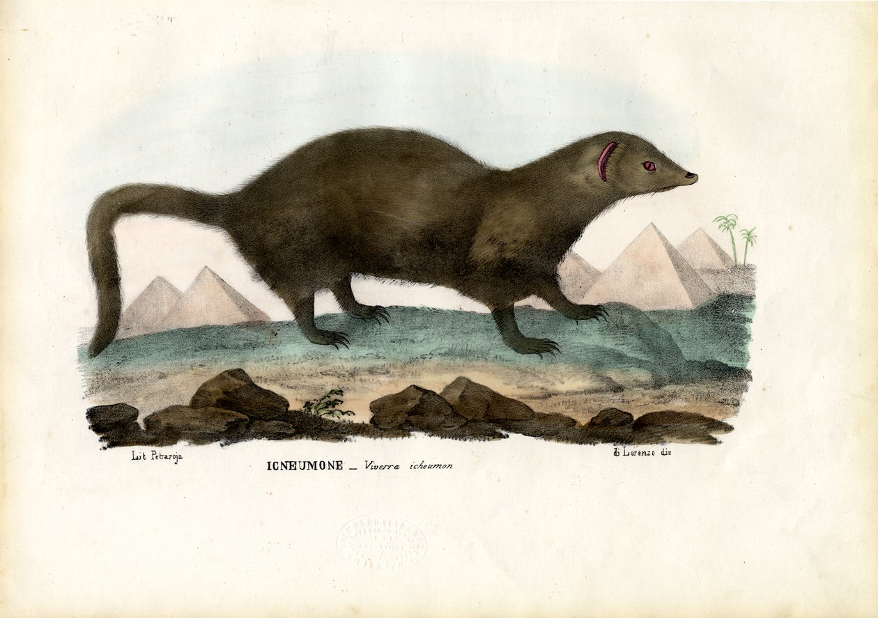 Egyptisk mangust, 1863-79 av Raimundo Petraroja