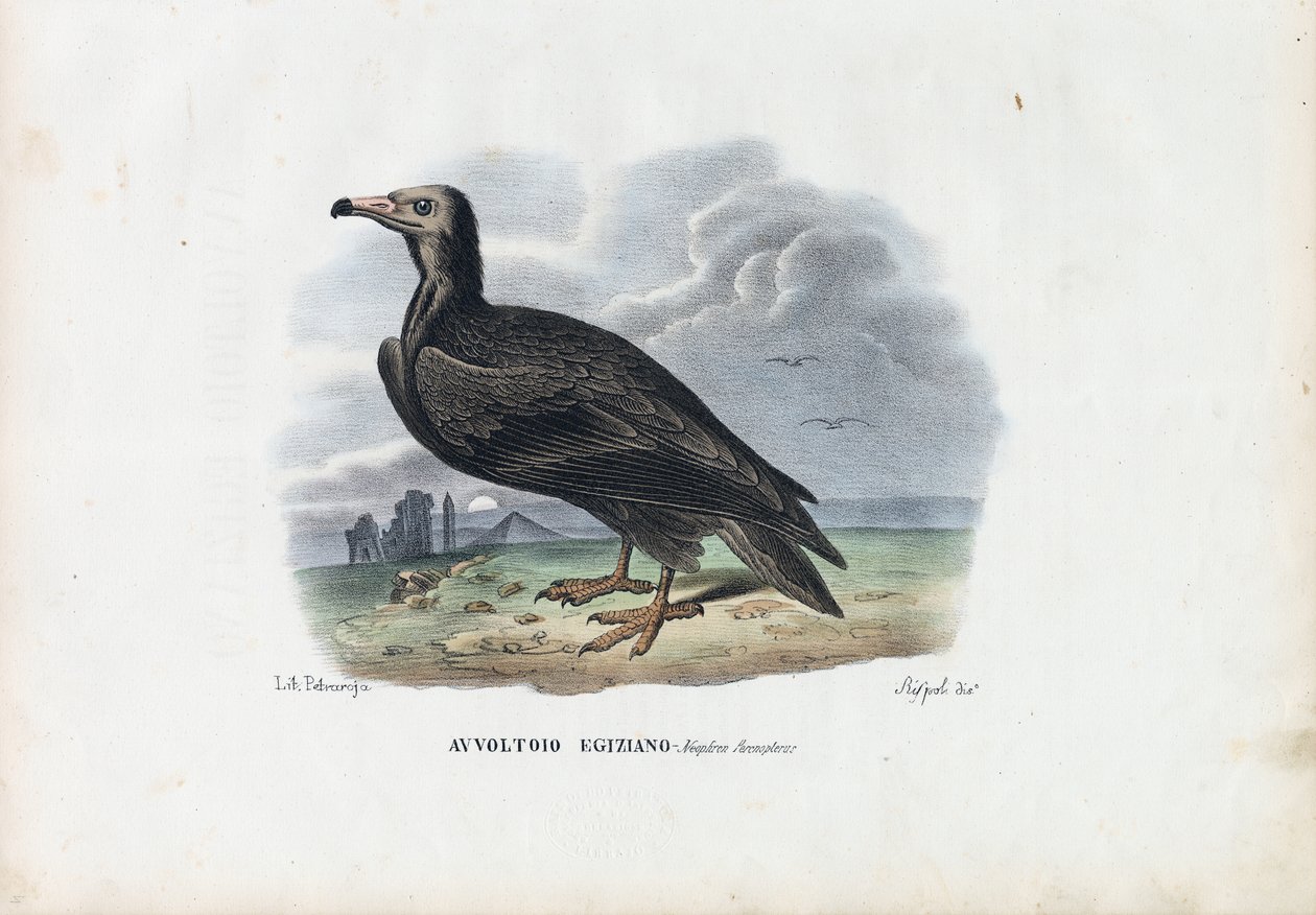 Egyptisk gribb, 1863-79 av Raimundo Petraroja