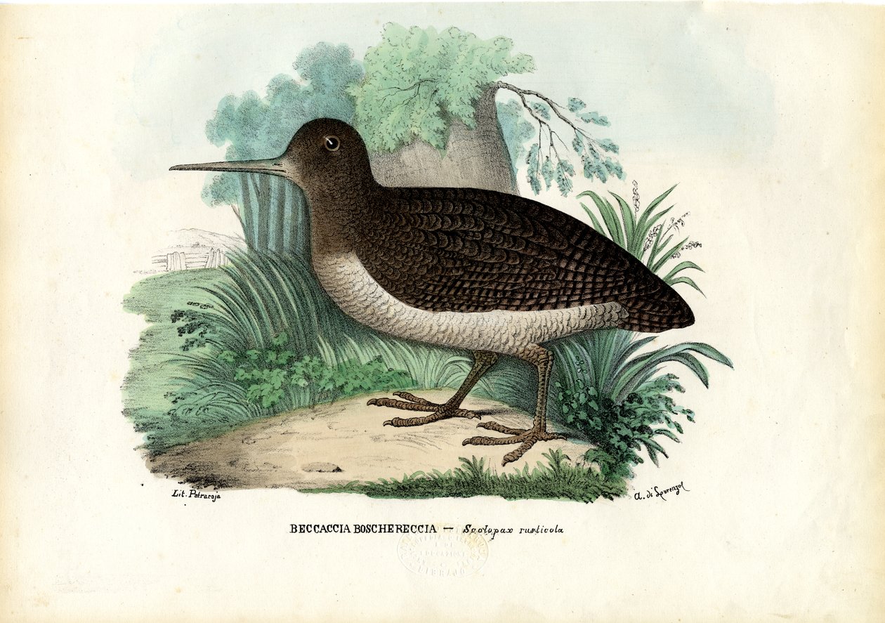 Eurasian Woodcock, 1863-79 av Raimundo Petraroja