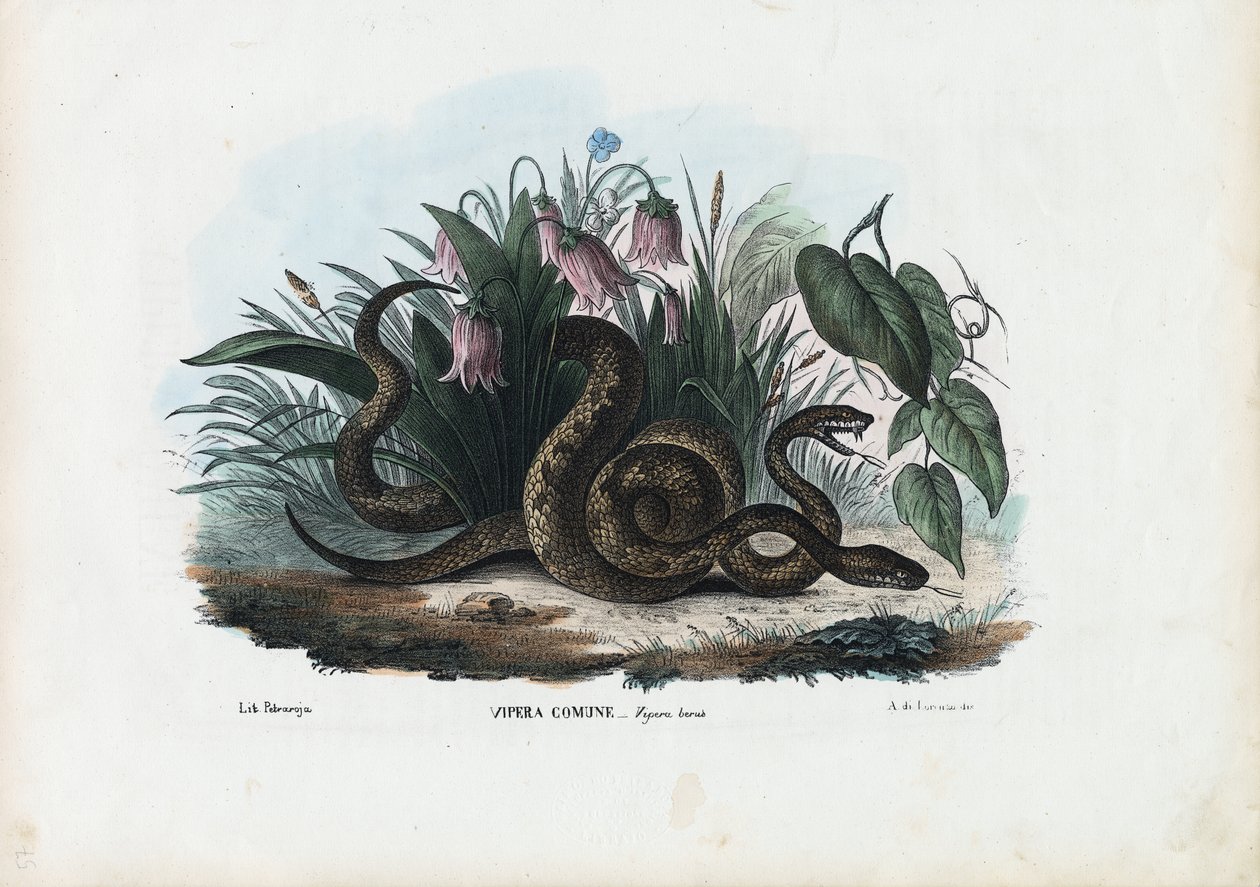 Europeisk huggorm, 1863-79 av Raimundo Petraroja