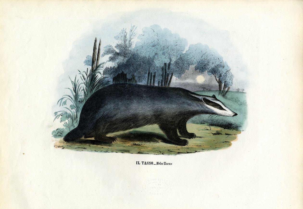 Europeisk grevling, 1863-79 av Raimundo Petraroja