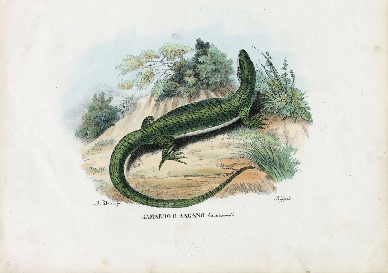 Europeisk grønn øgle, 1863-79 av Raimundo Petraroja