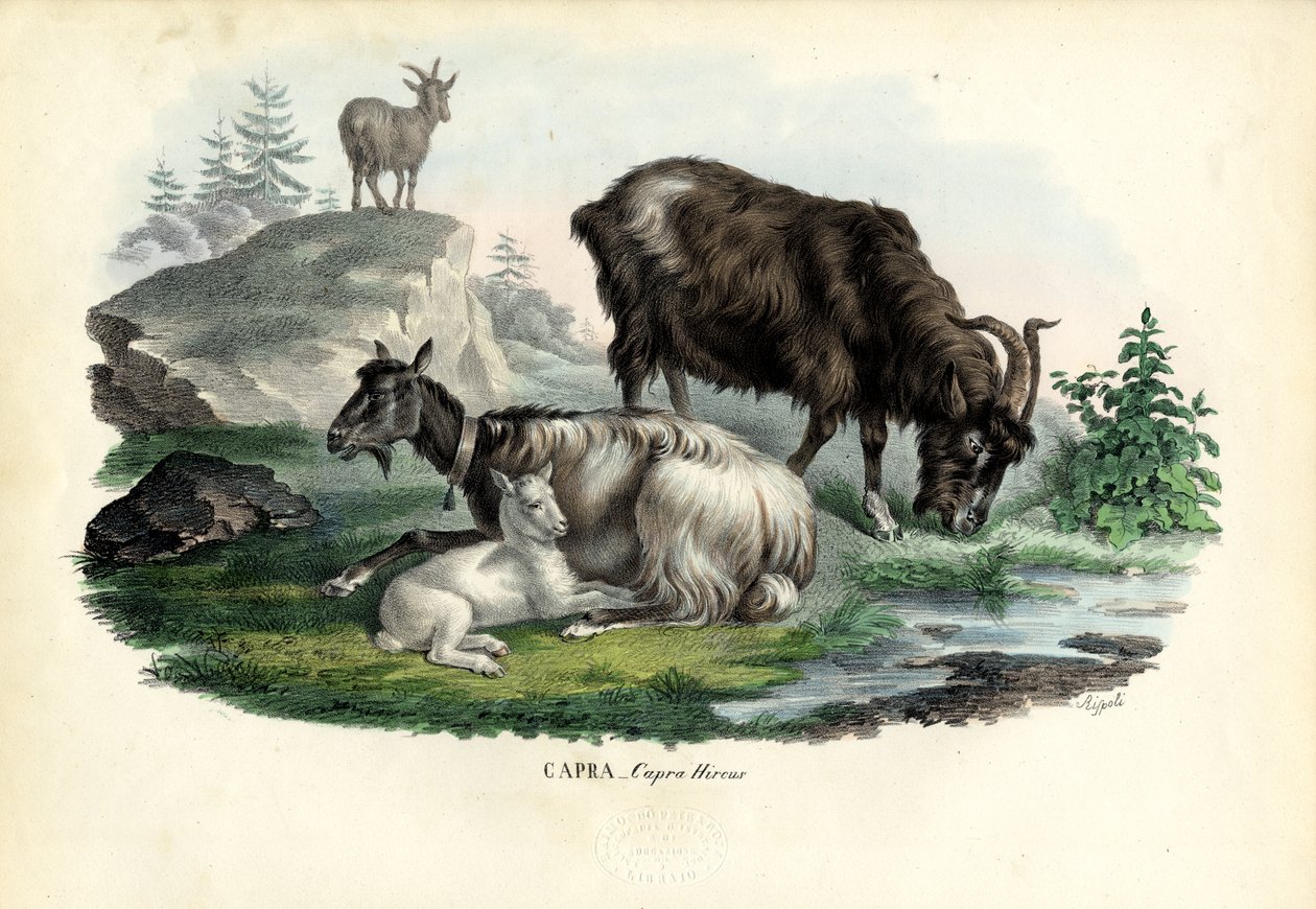 Vild geit, 1863-79 av Raimundo Petraroja