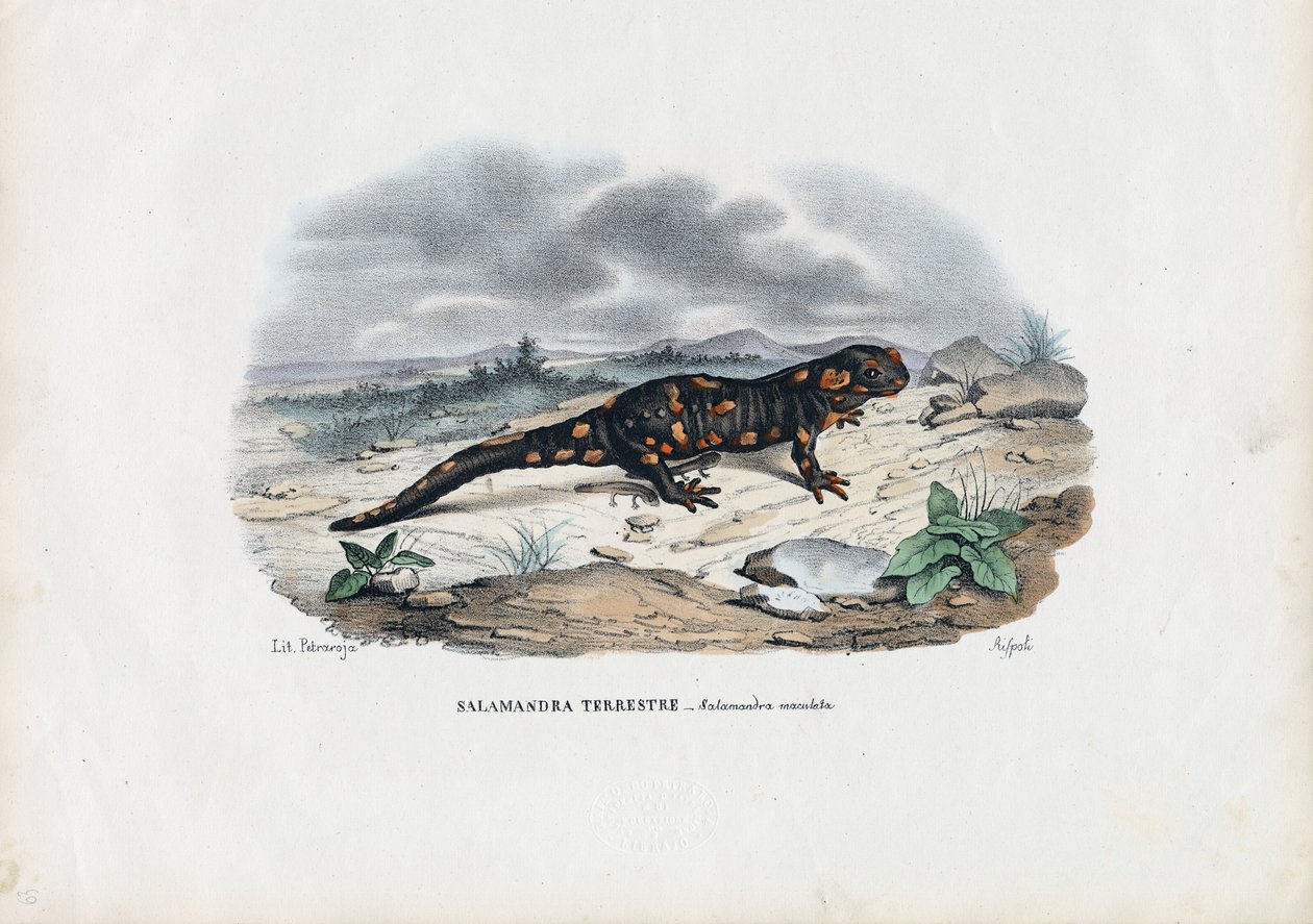 Brannsalamander, 1863-79 av Raimundo Petraroja