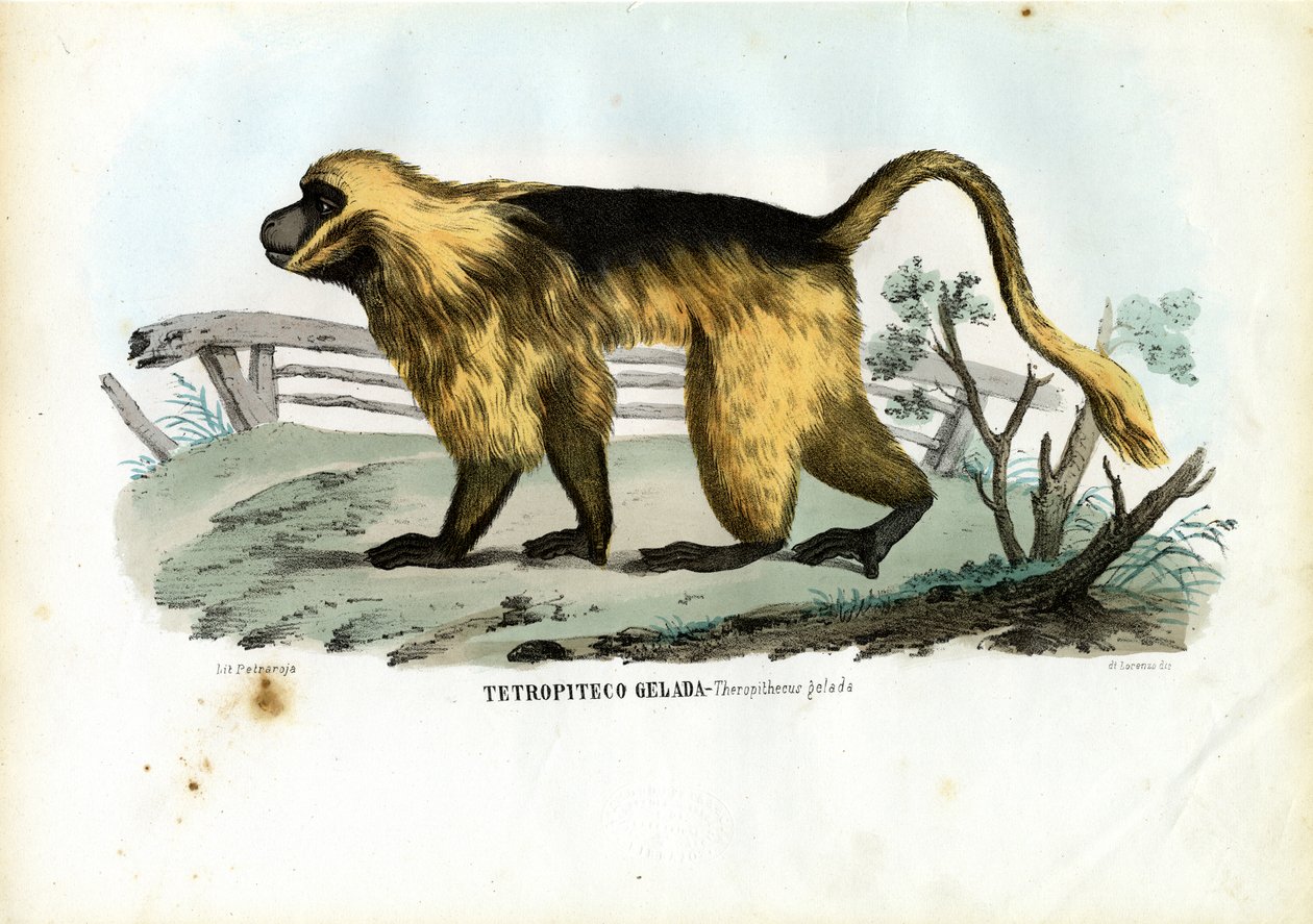 Gelada Bavian, 1863-79 av Raimundo Petraroja
