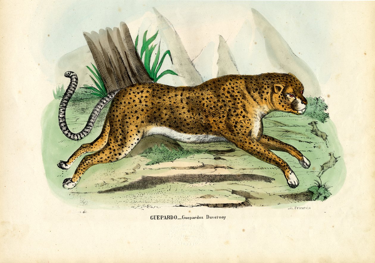 Gepard, 1863-79 av Raimundo Petraroja