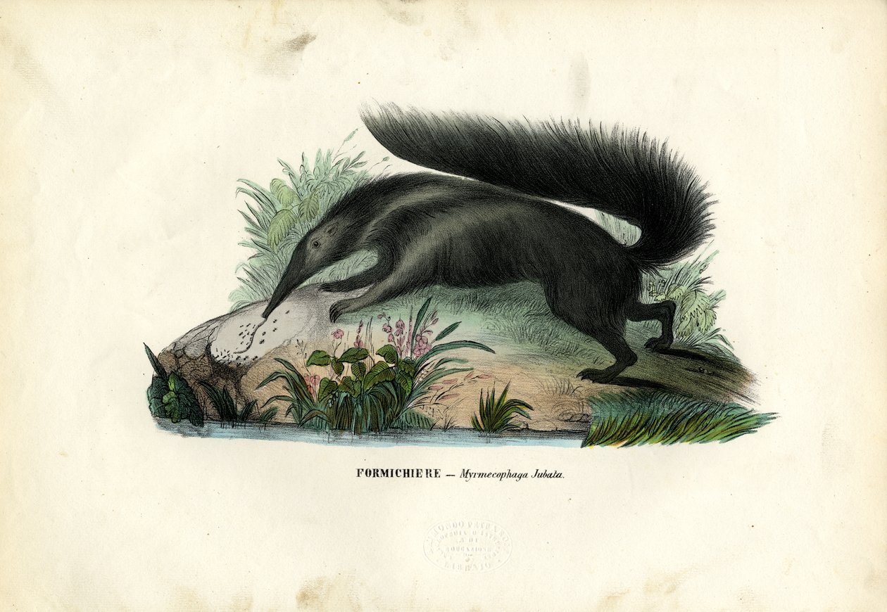 Kjempemyrsluk, 1863-79 av Raimundo Petraroja