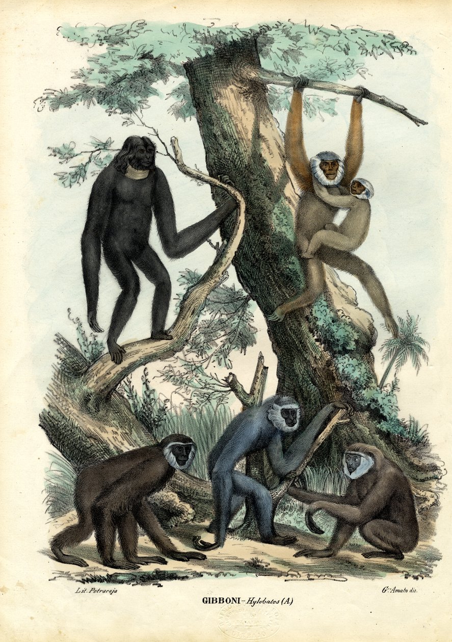 Gibbons, 1863-79 av Raimundo Petraroja