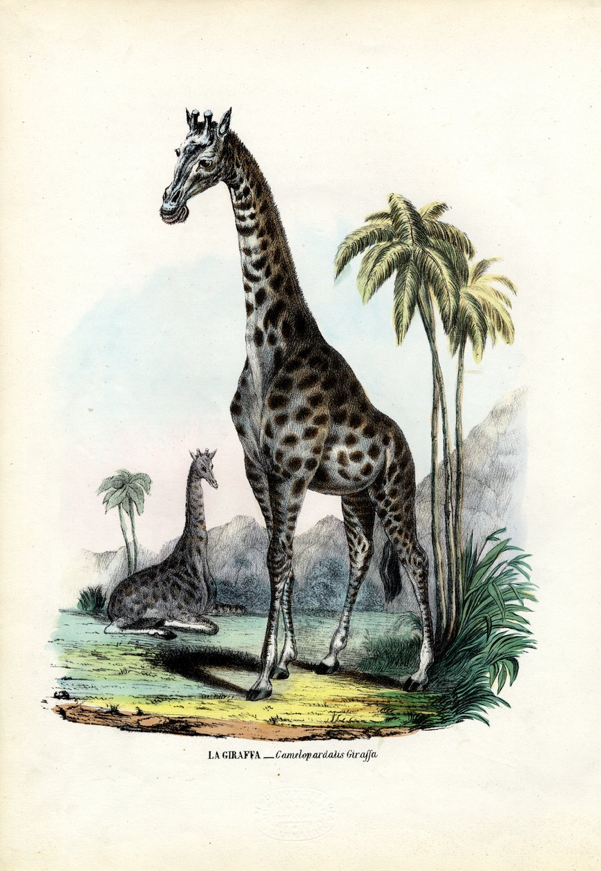 Giraffe, 1863-79 av Raimundo Petraroja