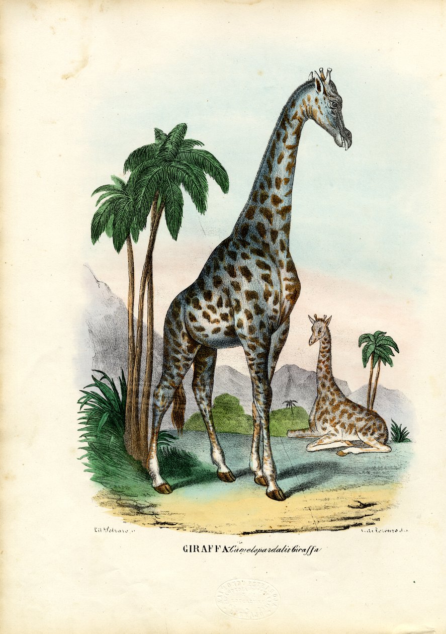 Giraffe, 1863-79 av Raimundo Petraroja