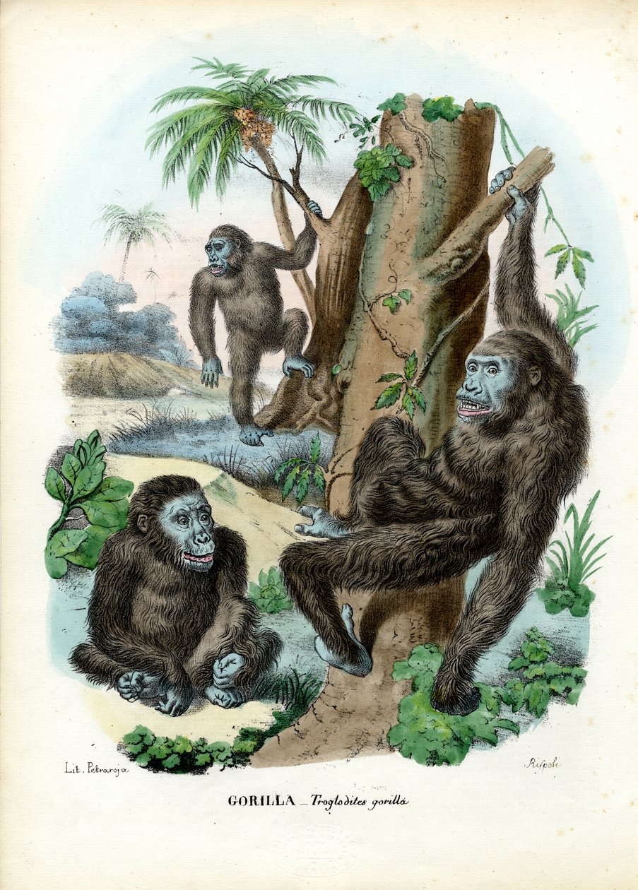 Gorilla, 1863-79 av Raimundo Petraroja