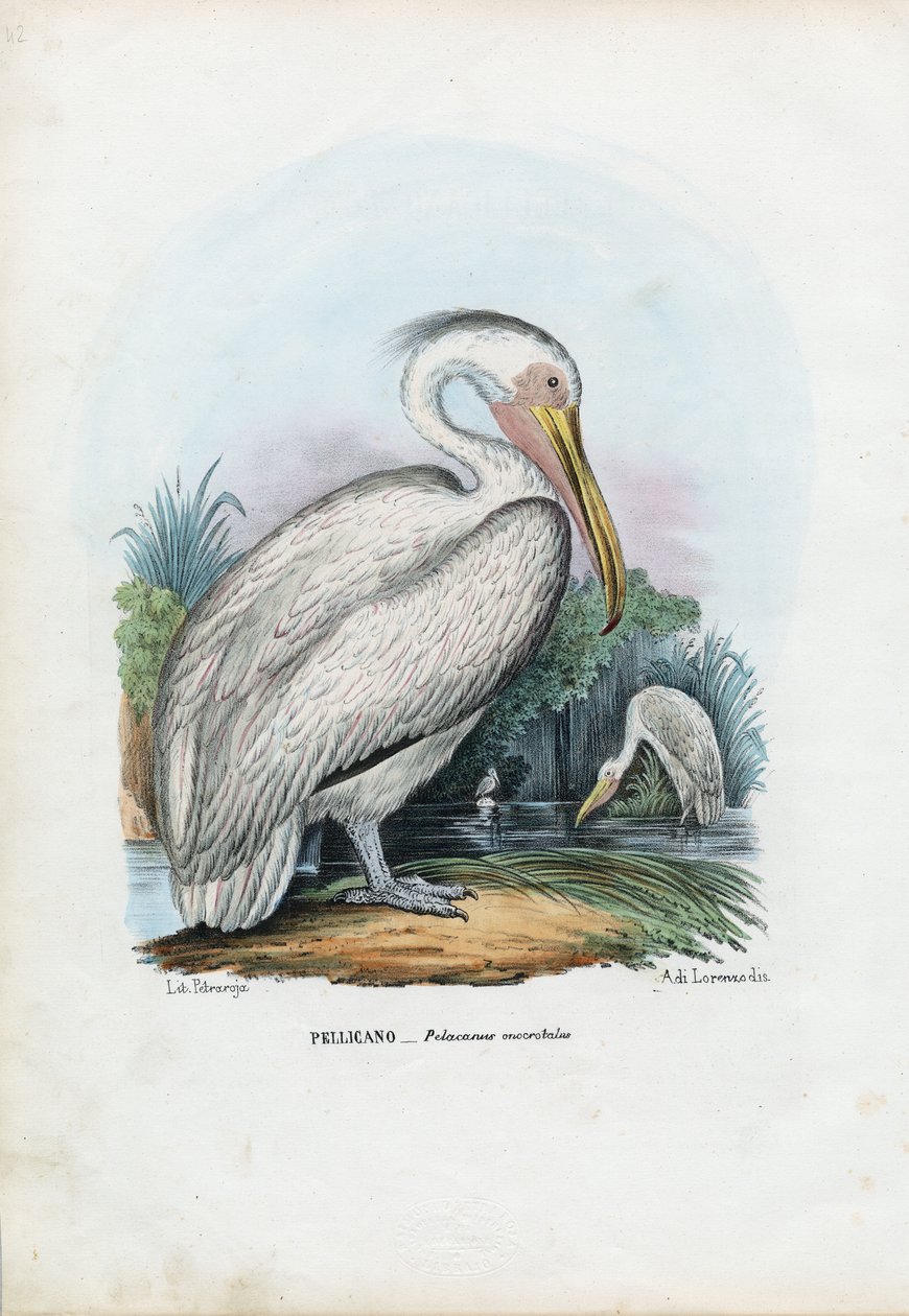 Den store hvite pelikanen, 1863-79 av Raimundo Petraroja