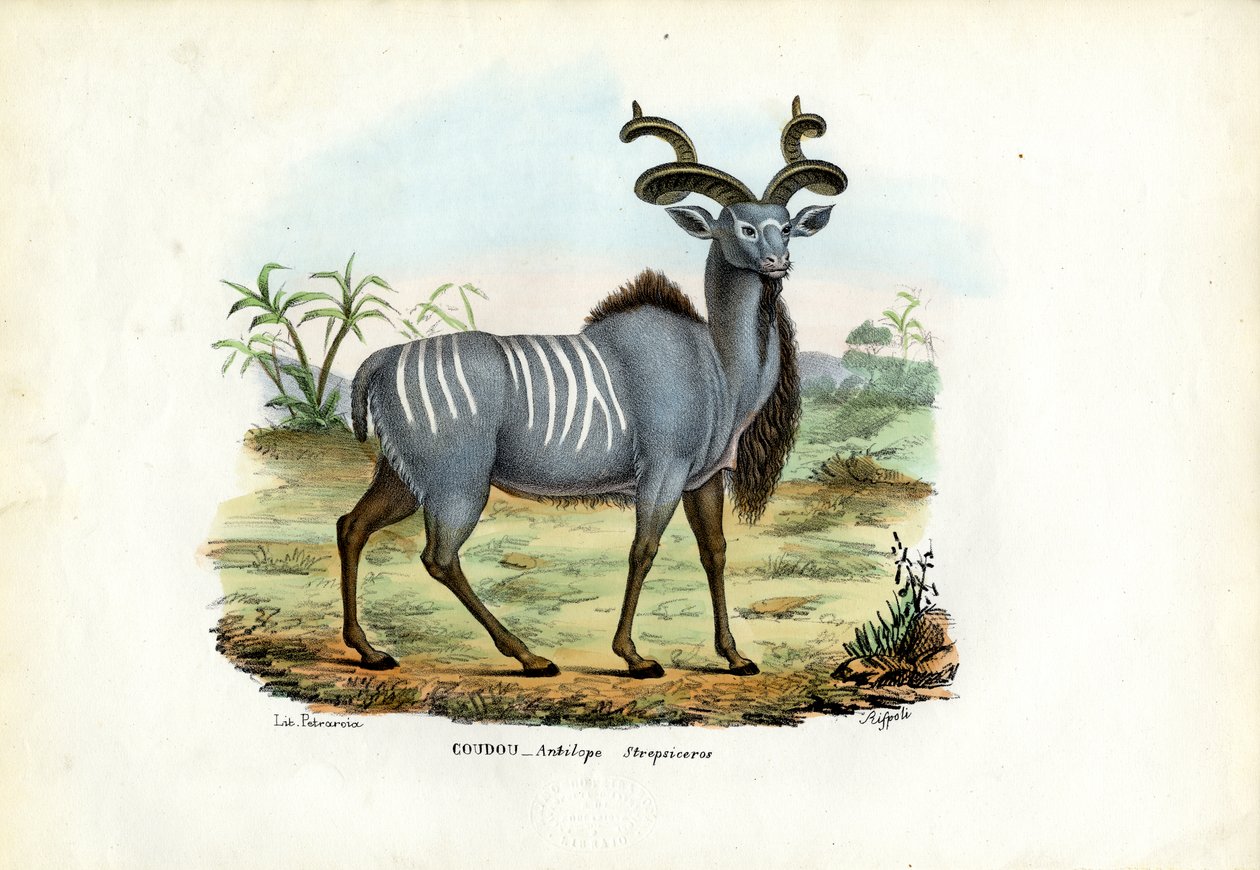 Greater Kudu, 1863-79 av Raimundo Petraroja