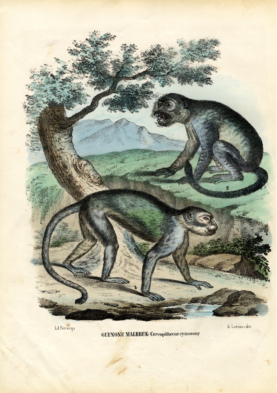 Grønn eller Malbrouck-ape, 1863-79 av Raimundo Petraroja