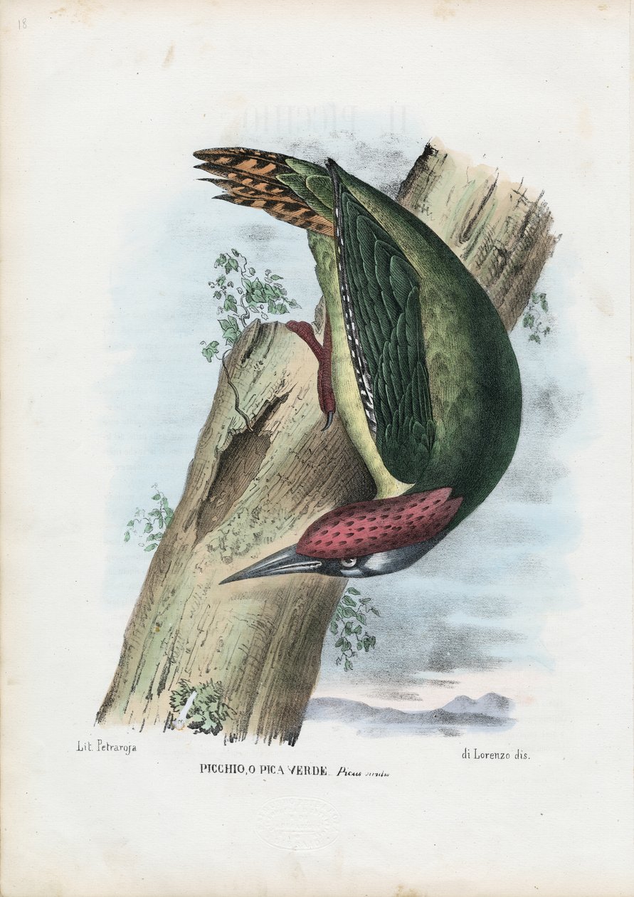 Grønn spett, 1863-79 av Raimundo Petraroja