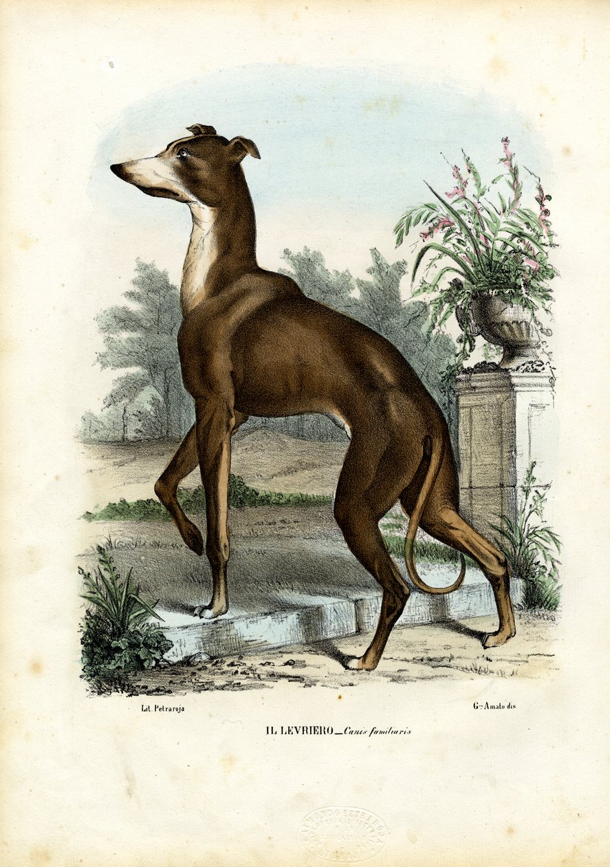 Greyhound, 1863-79 av Raimundo Petraroja