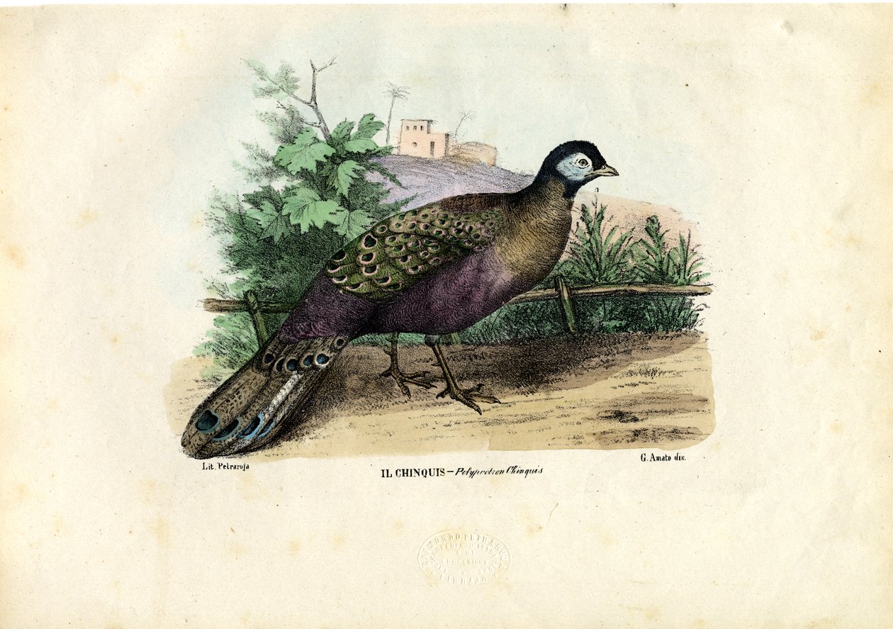Indisk påfugl, 1863-79 av Raimundo Petraroja