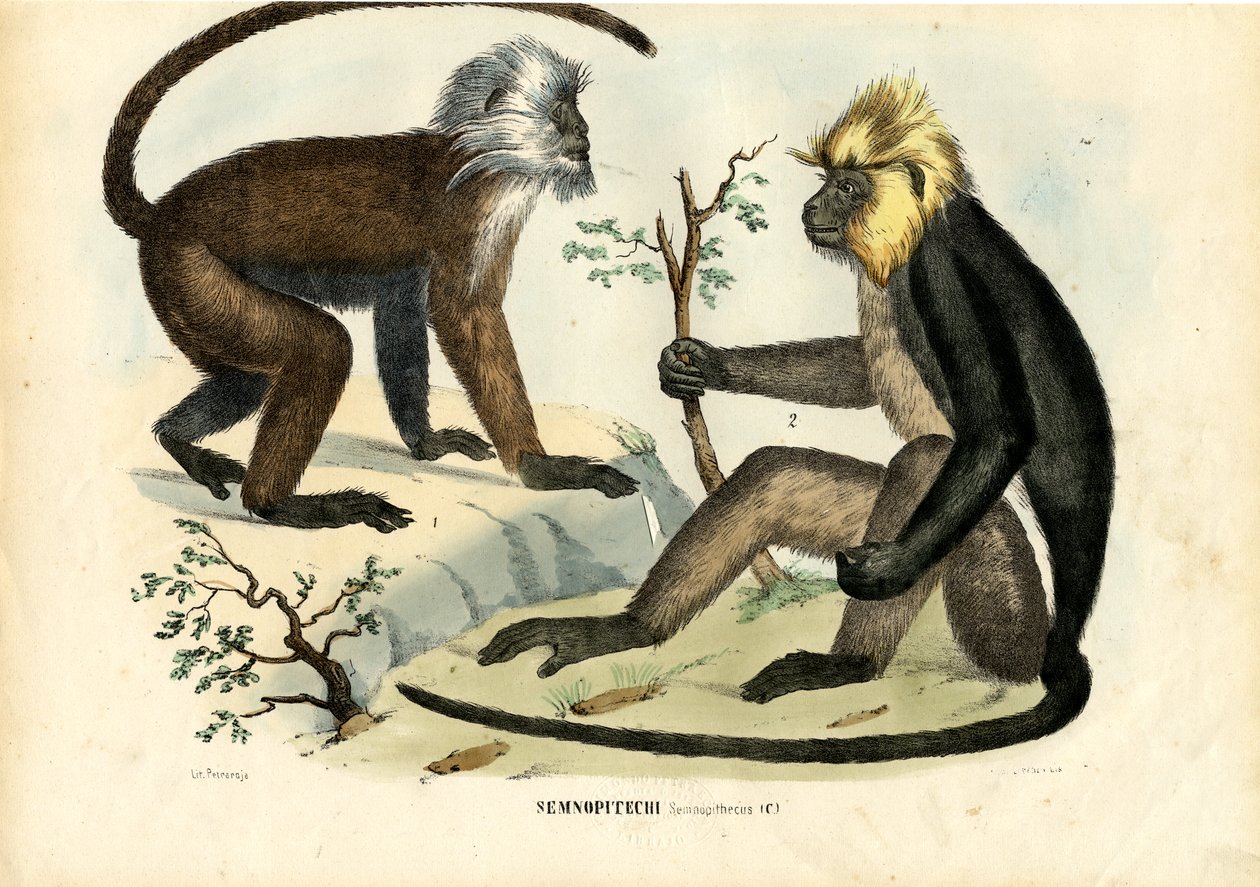 Langurs, 1863-79 av Raimundo Petraroja