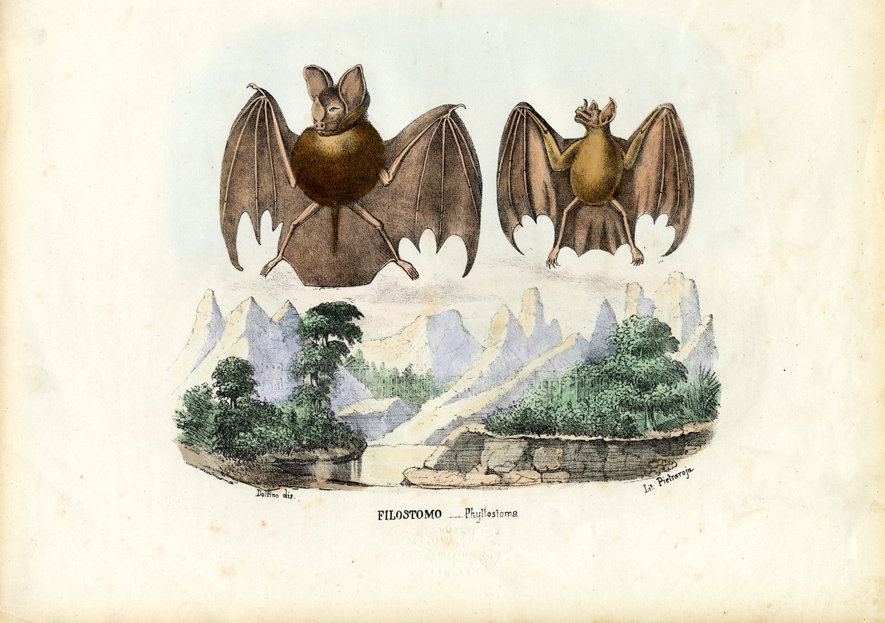 Løvneset flaggermus, 1863-79 av Raimundo Petraroja