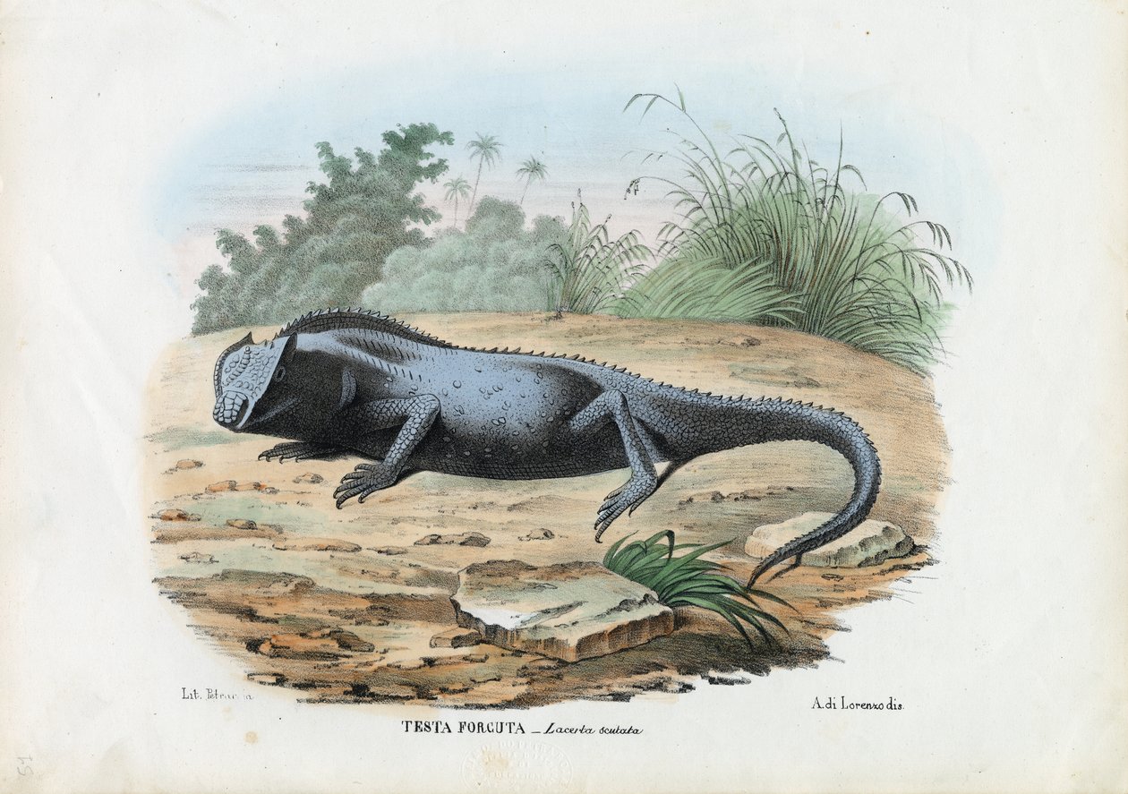 Lizard, 1863-79 av Raimundo Petraroja