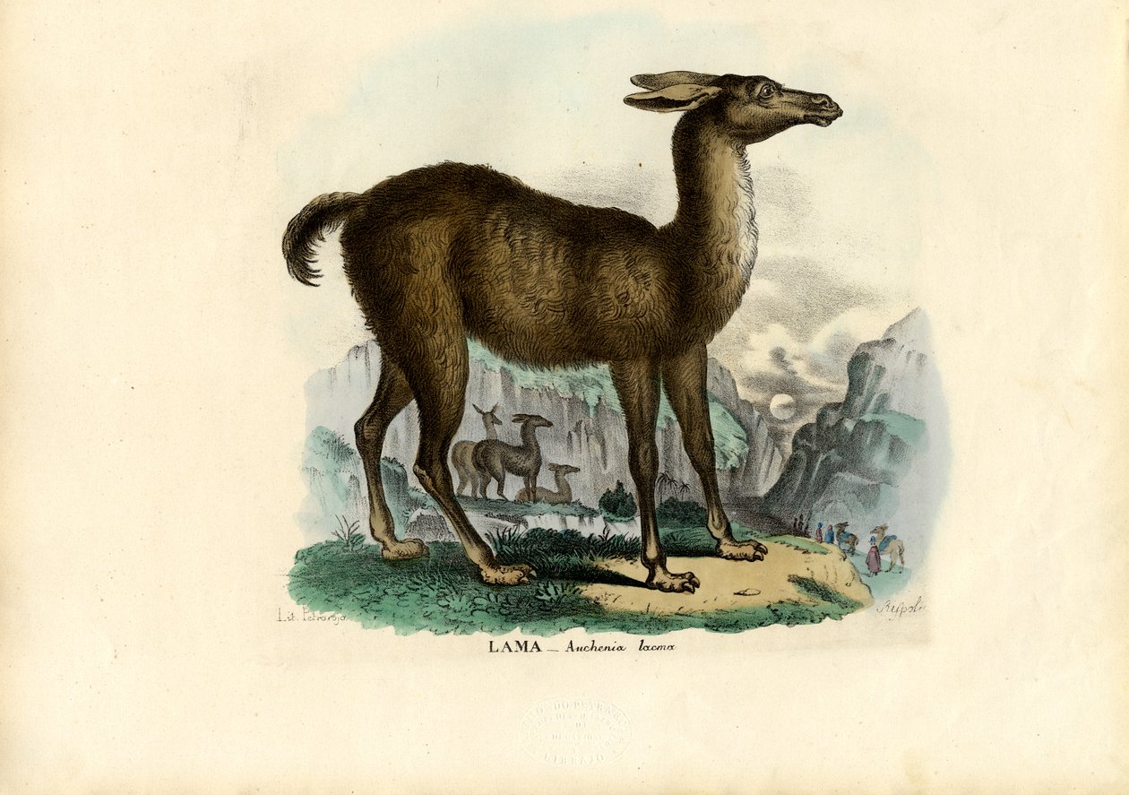 Lama, 1863-79 av Raimundo Petraroja