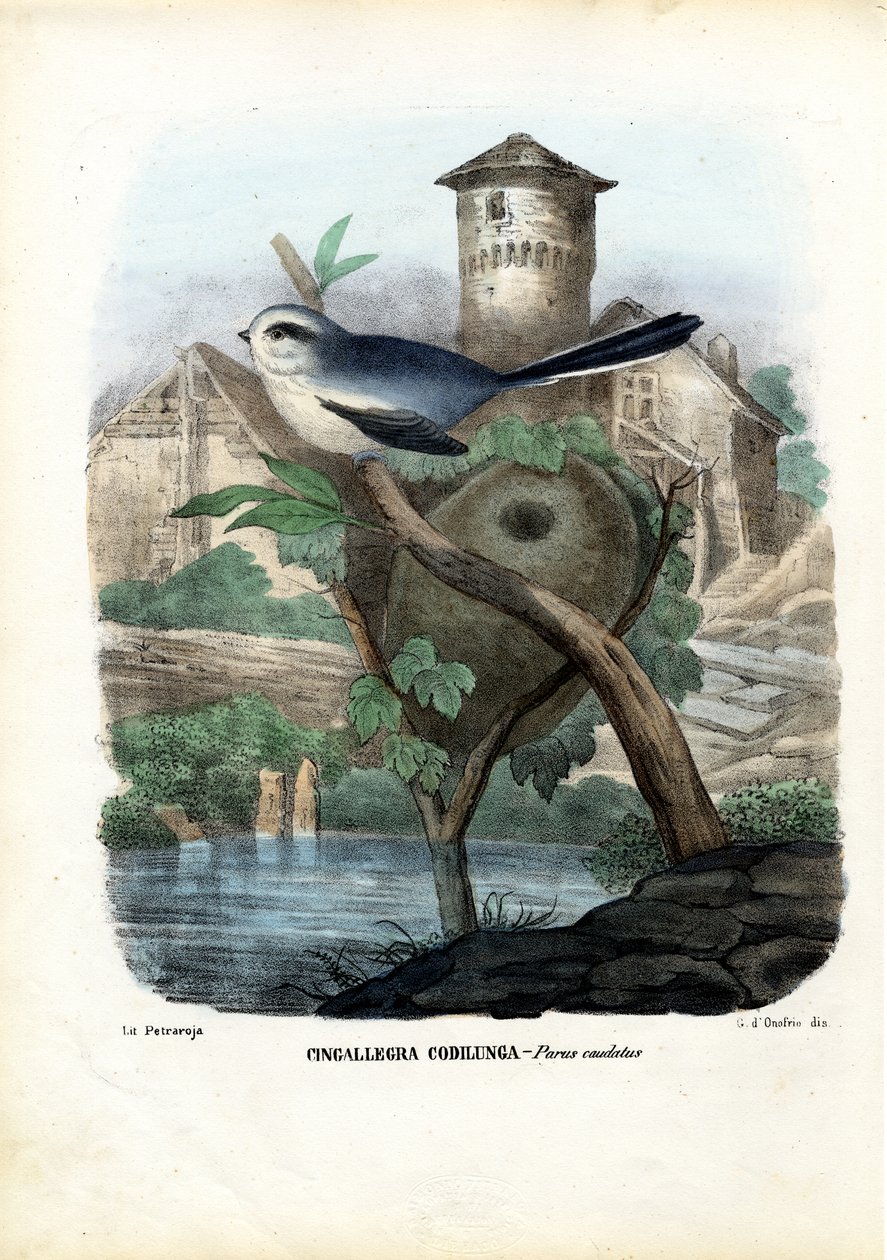 Langmeis, 1863-79 av Raimundo Petraroja