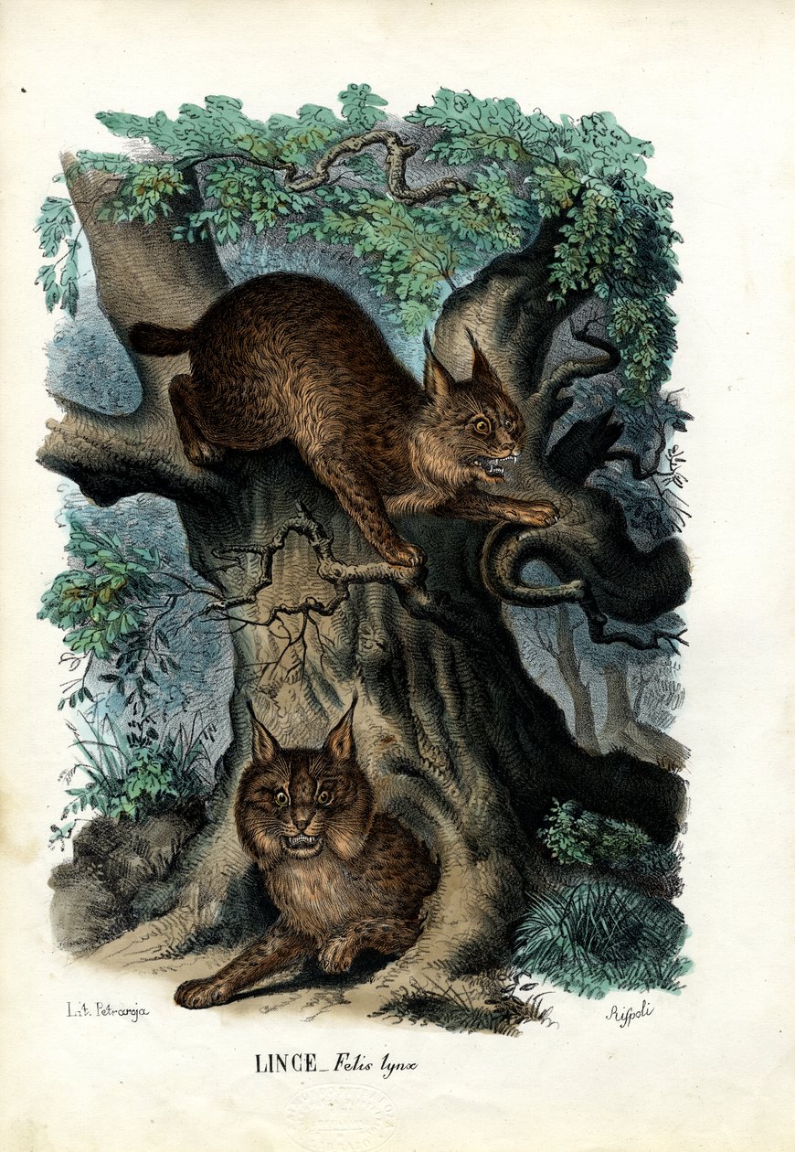 Lynx, 1863-79 av Raimundo Petraroja