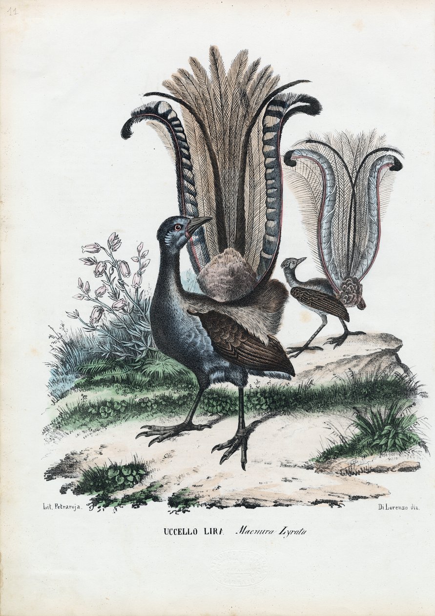 Lyrebird, 1863-79 av Raimundo Petraroja