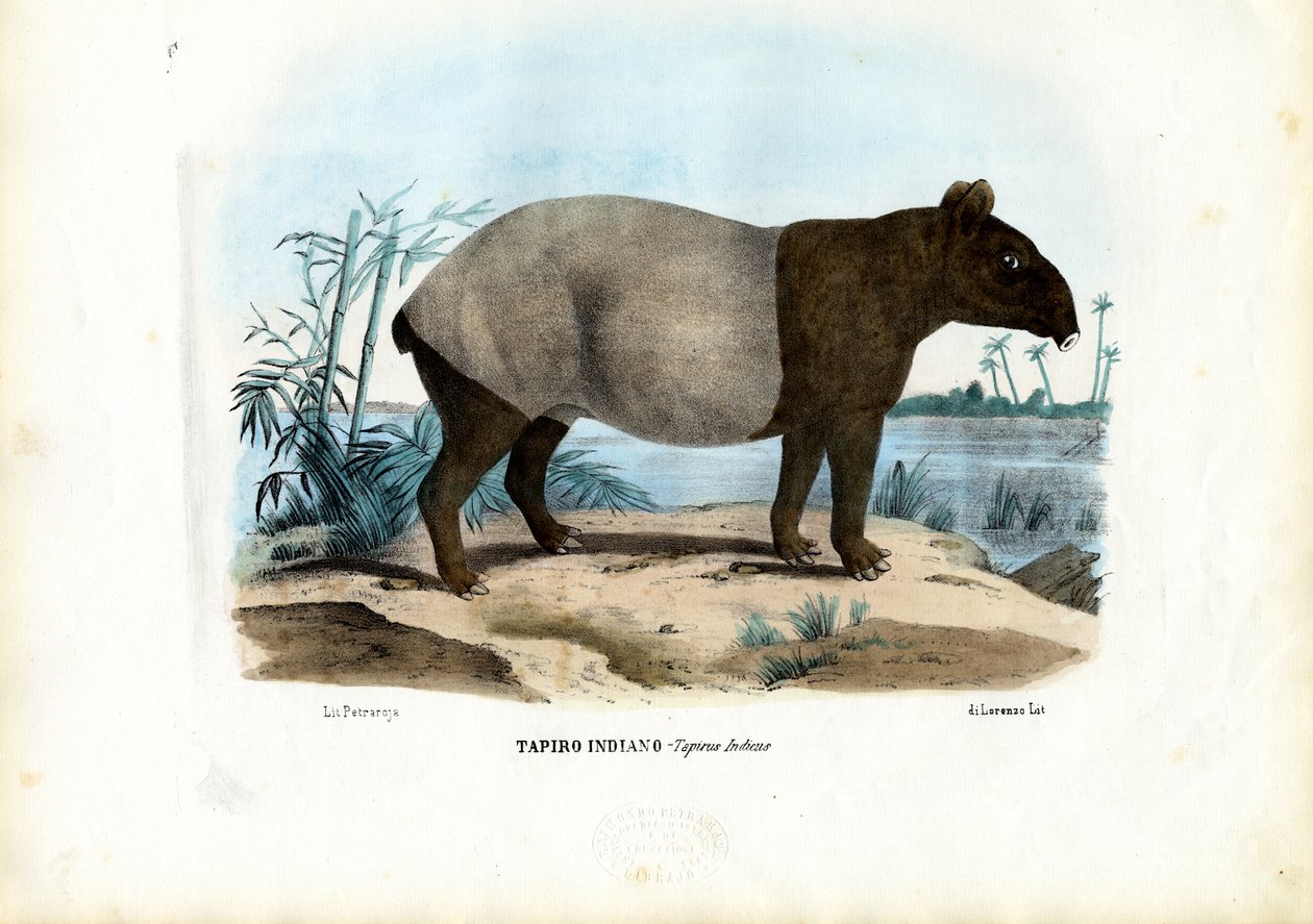 Malayan Tapir, 1863-79 av Raimundo Petraroja