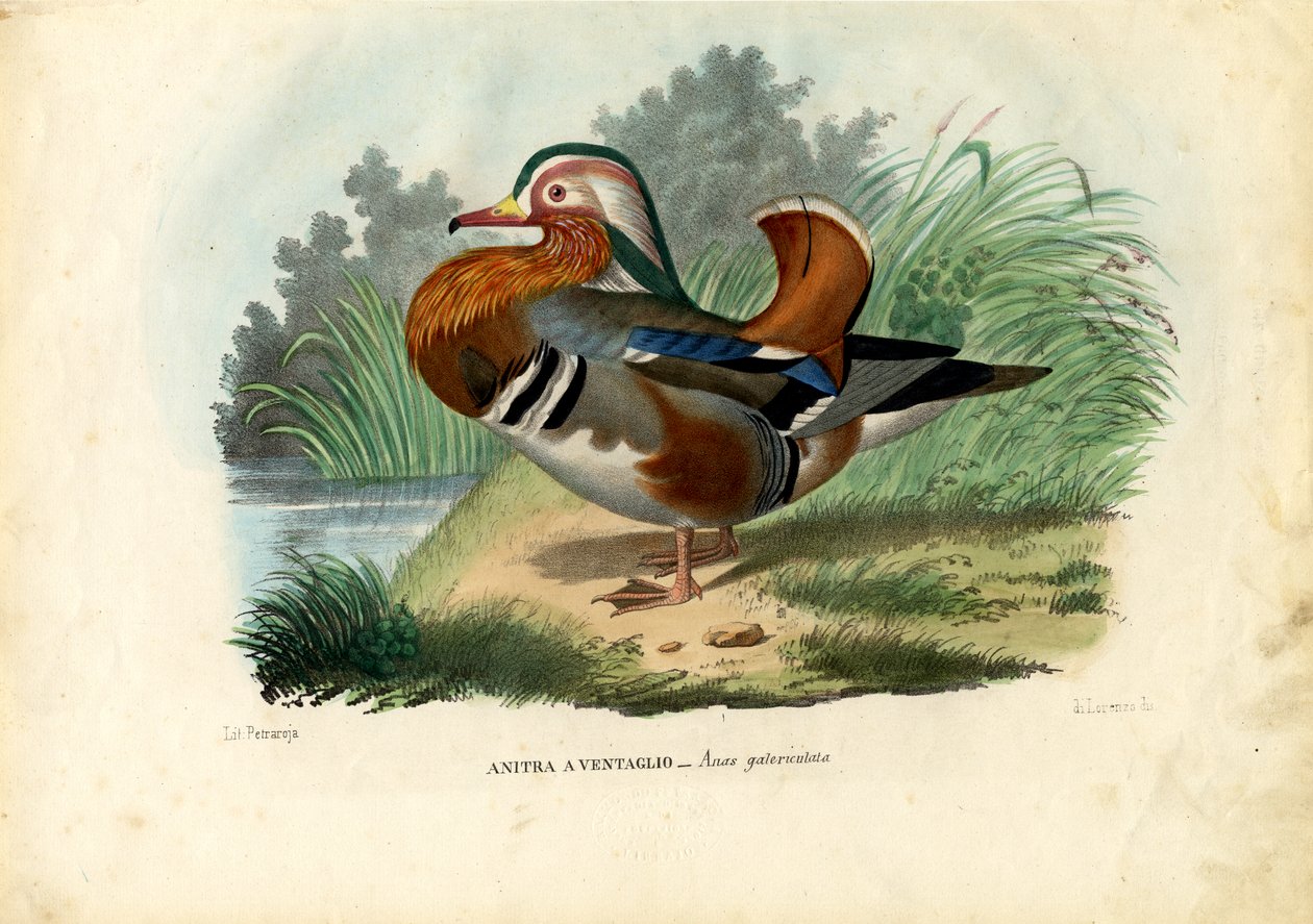 Mandarinand, 1863-79 av Raimundo Petraroja