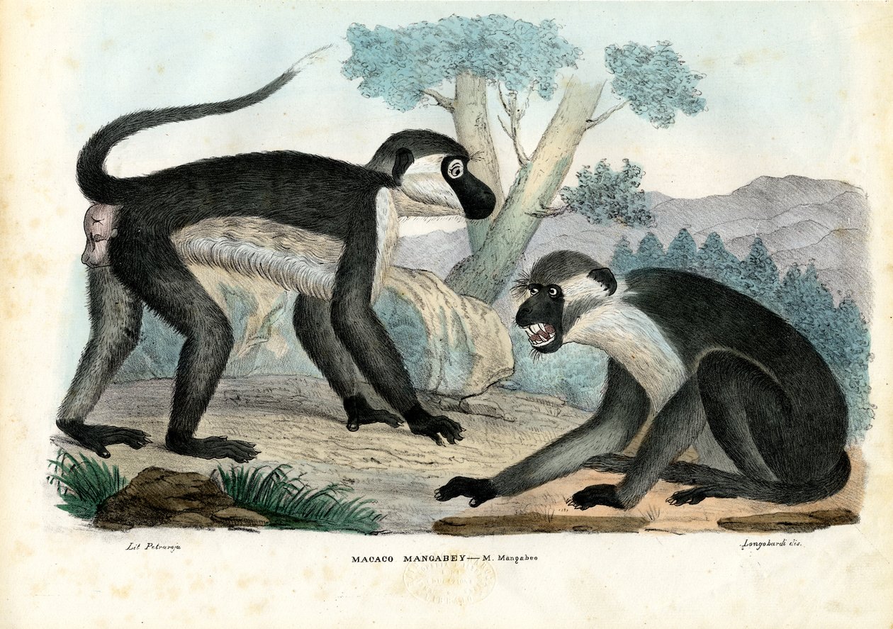 Mangabey, 1863-79 av Raimundo Petraroja
