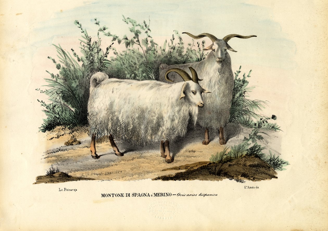 Merino sau, 1863-79 av Raimundo Petraroja
