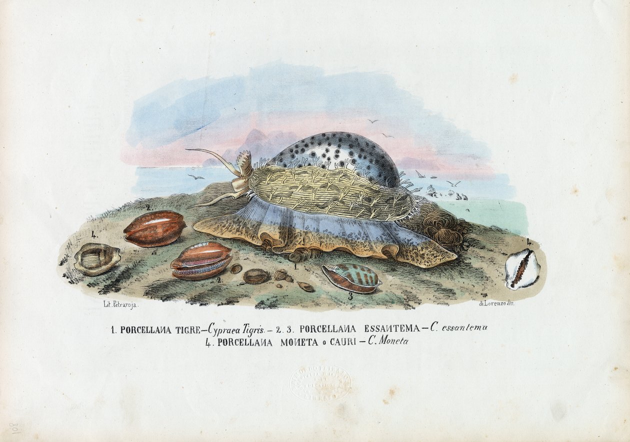 Blåskjell, 1863-79 av Raimundo Petraroja