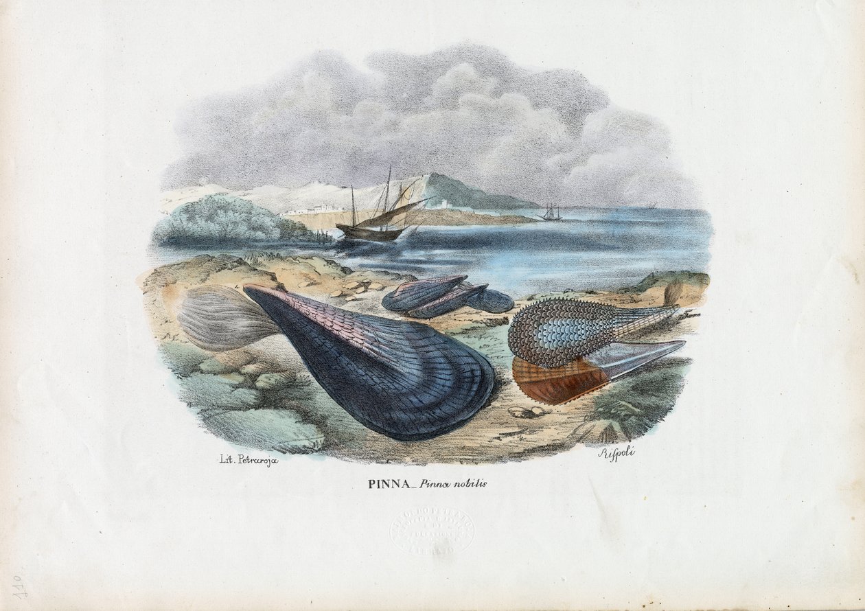 Blåskjell, 1863-79 av Raimundo Petraroja