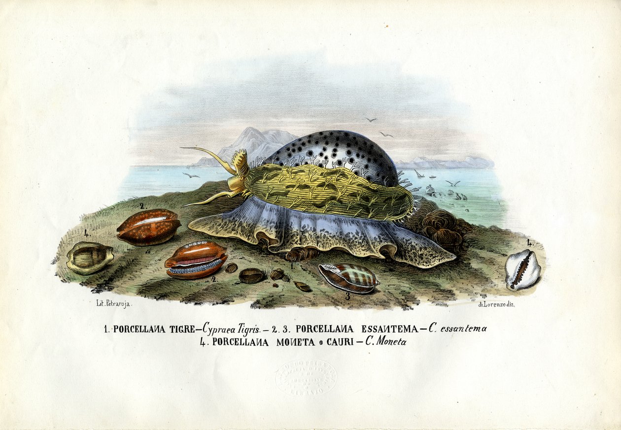 Blåskjell, 1863-79 av Raimundo Petraroja