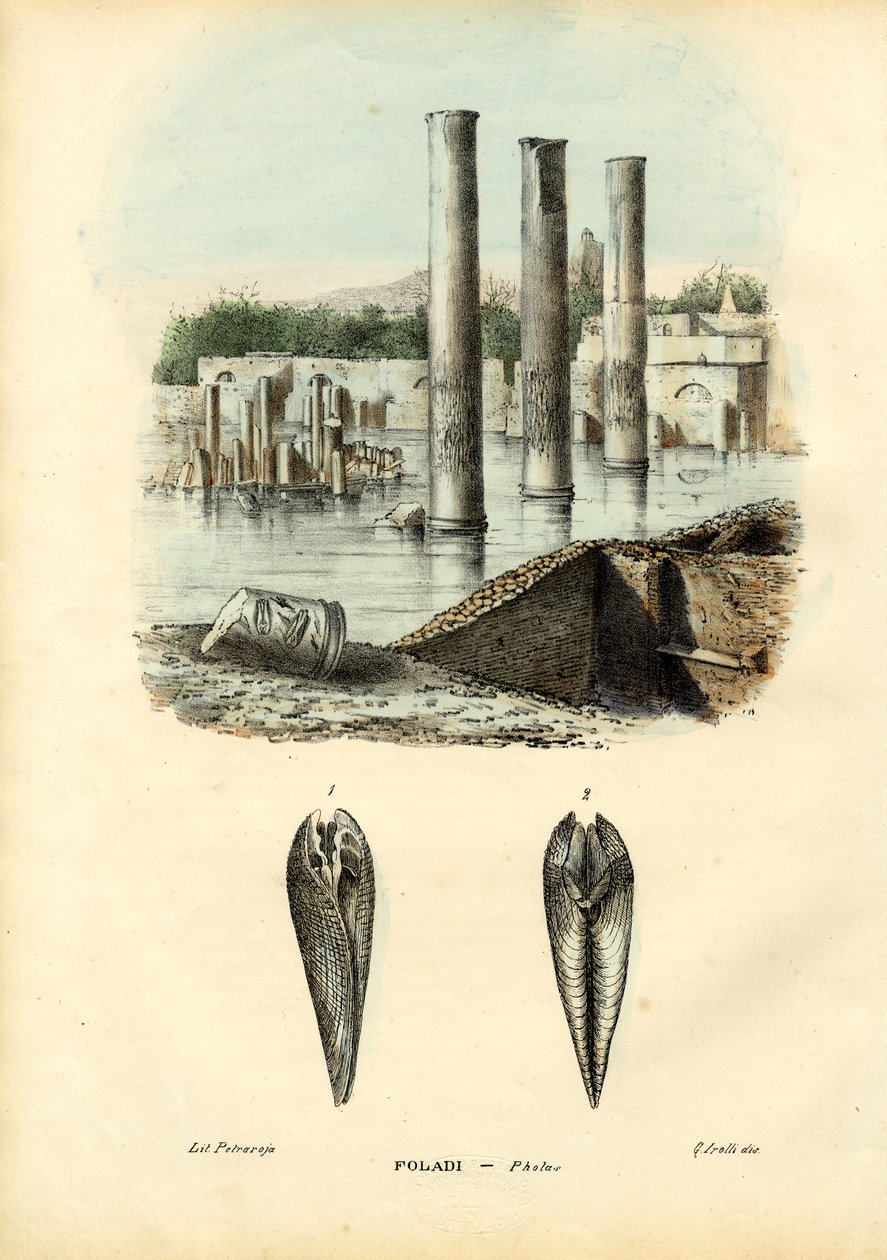 Blåskjell, 1863-79 av Raimundo Petraroja