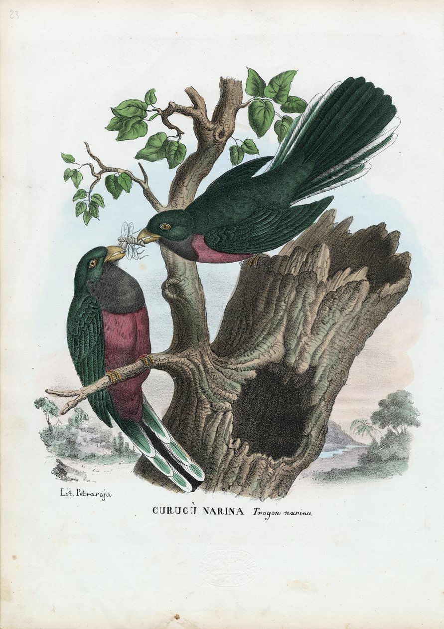 Narina Trogon, 1863-79 av Raimundo Petraroja