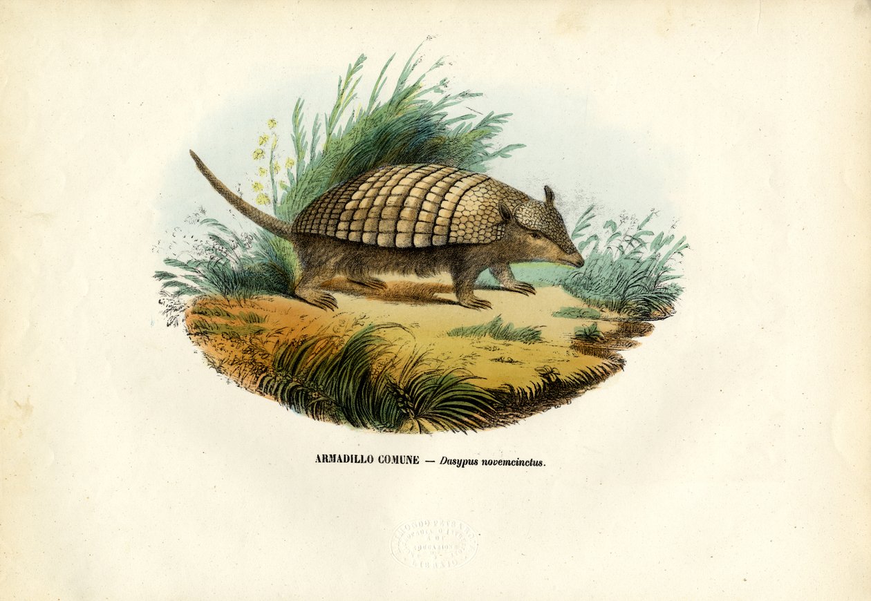 Ni-båndet beltedyr, 1863-79 av Raimundo Petraroja