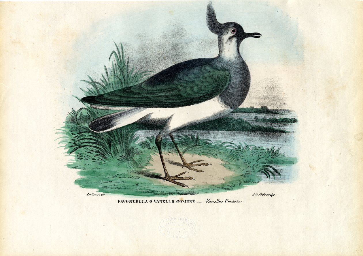 Nordvip, 1863-79 av Raimundo Petraroja