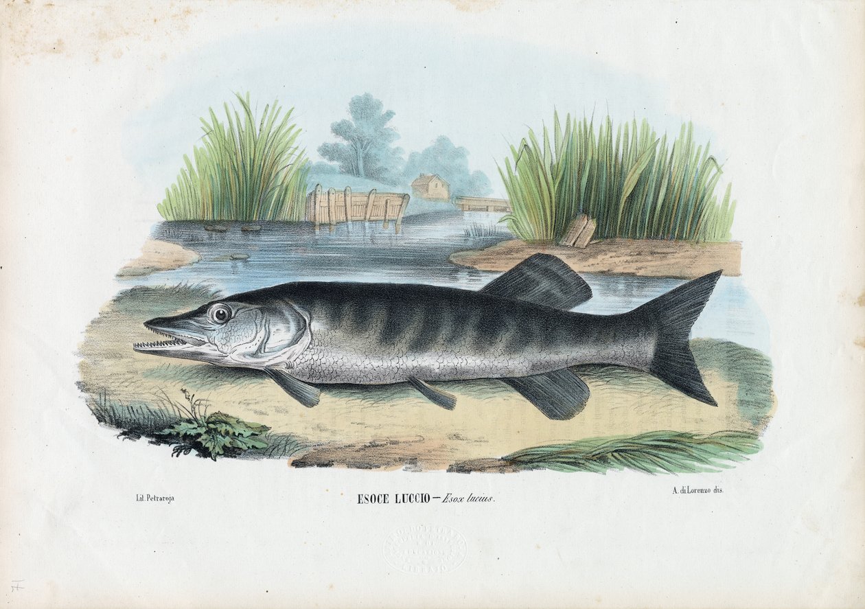 Northern Pike, 1863-79 av Raimundo Petraroja