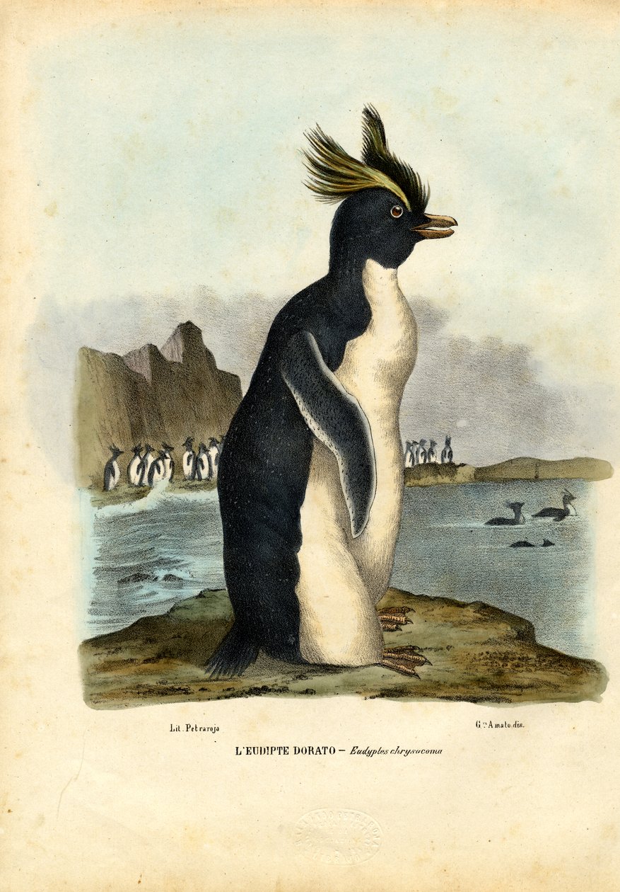 Northern Rockhopper Penguin, 1863-79 av Raimundo Petraroja