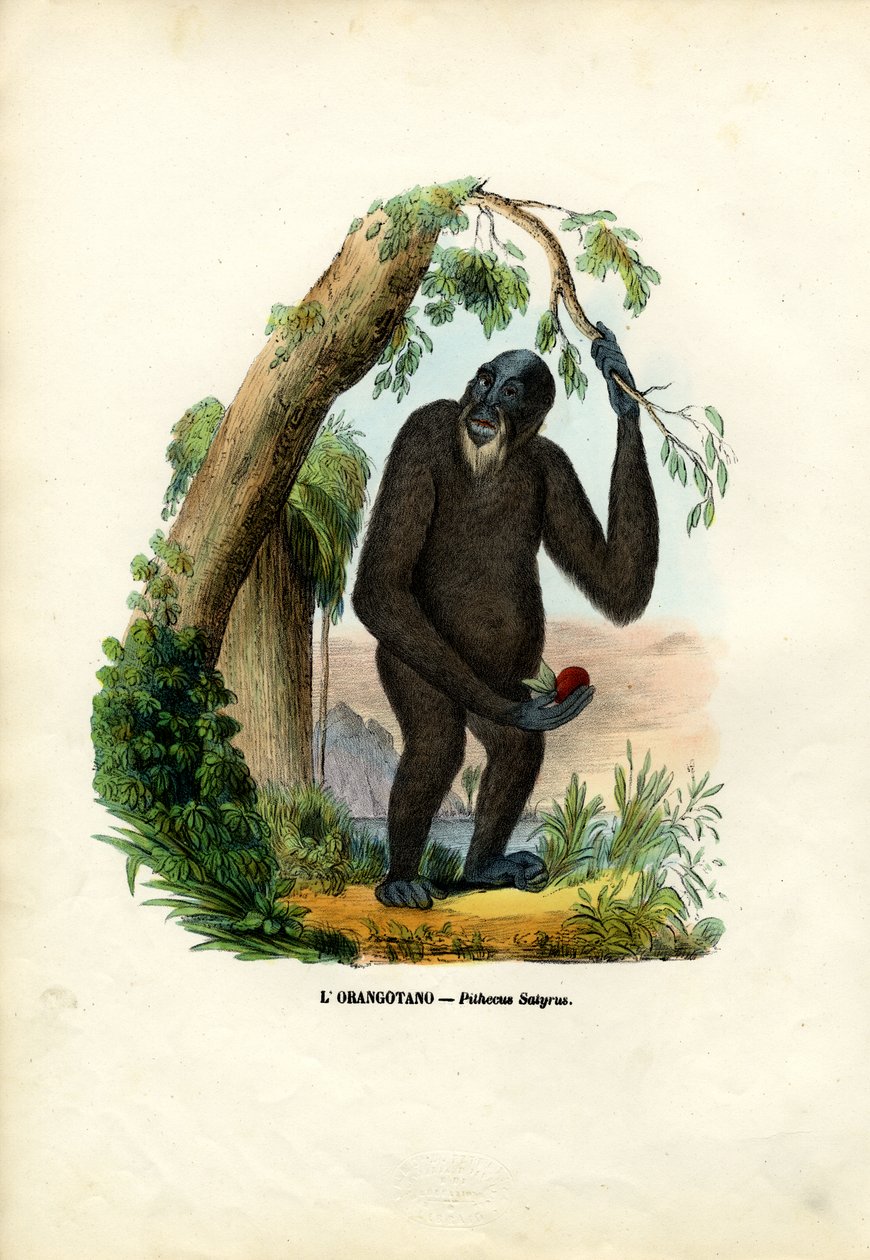 Orangoutan, 1863-79 av Raimundo Petraroja