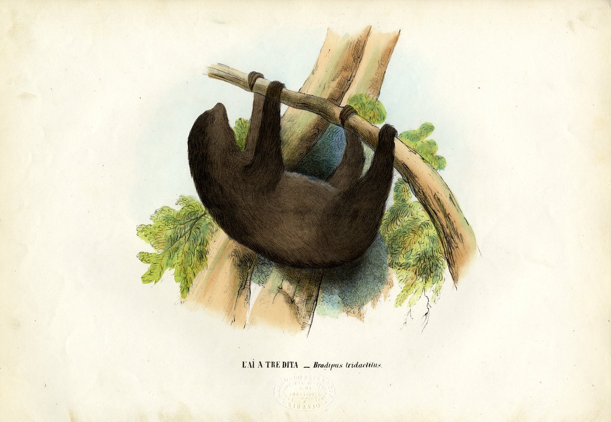 Blek-throated dovendyr, 1863-79 av Raimundo Petraroja