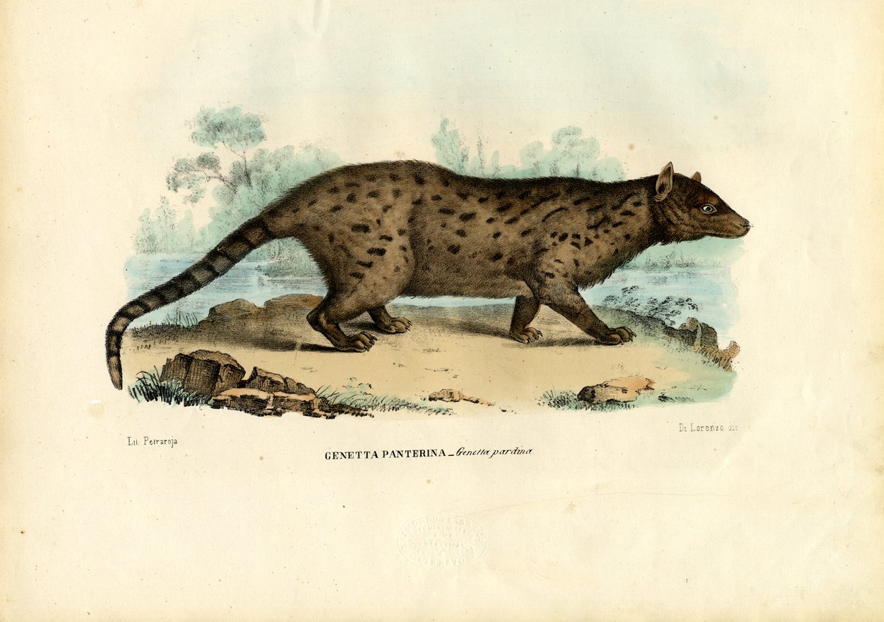 Pardine Genet, 1863-79 av Raimundo Petraroja