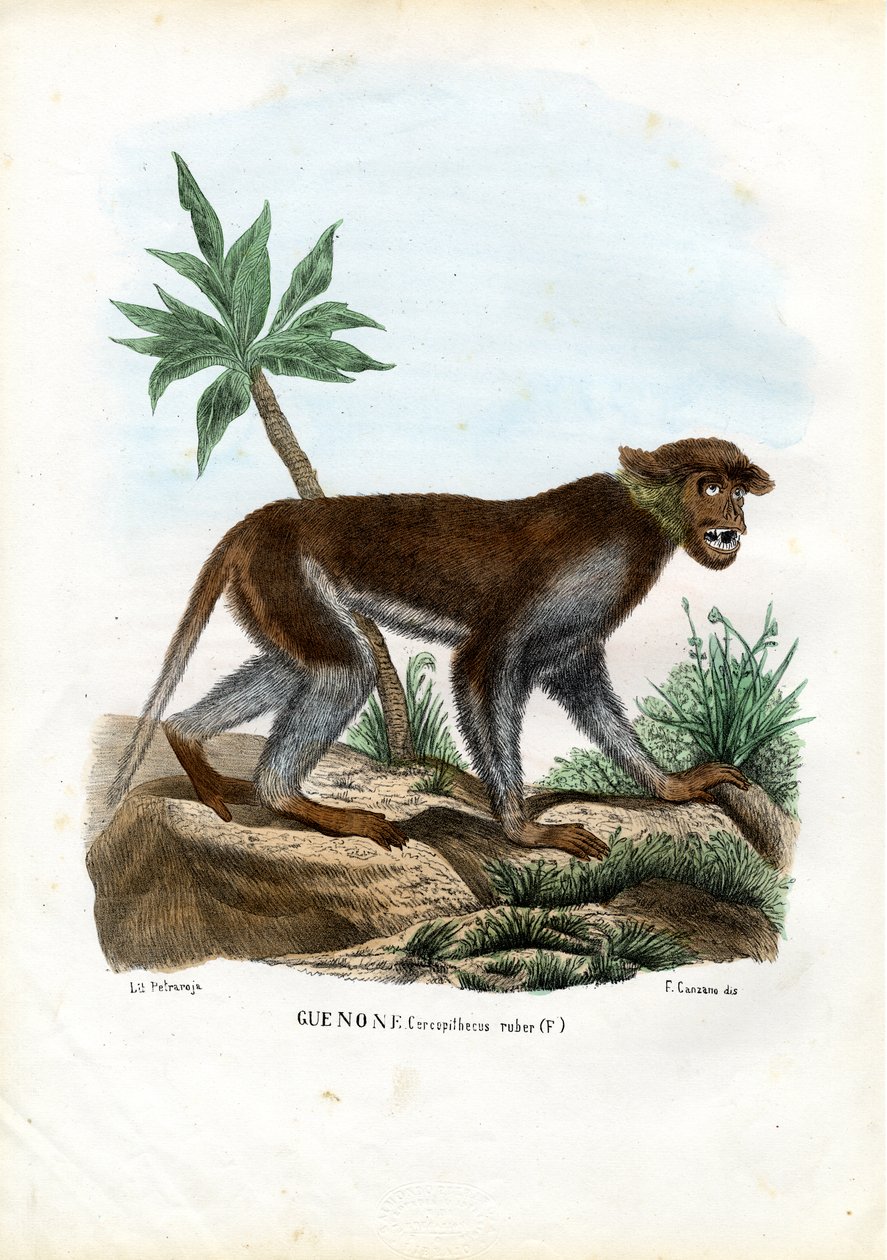 Patas Monkey, 1863-79 av Raimundo Petraroja