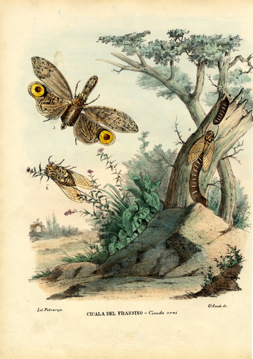 Peanut-hodebug, 1863-79 av Raimundo Petraroja