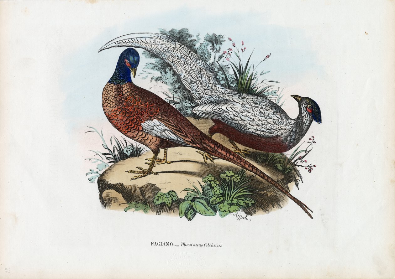 Fasan, 1863-79 av Raimundo Petraroja