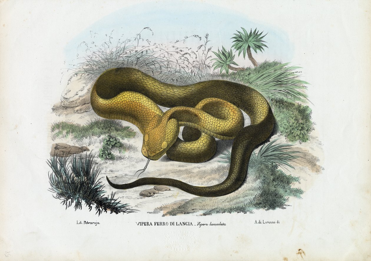 Pit Viper, 1863-79 av Raimundo Petraroja