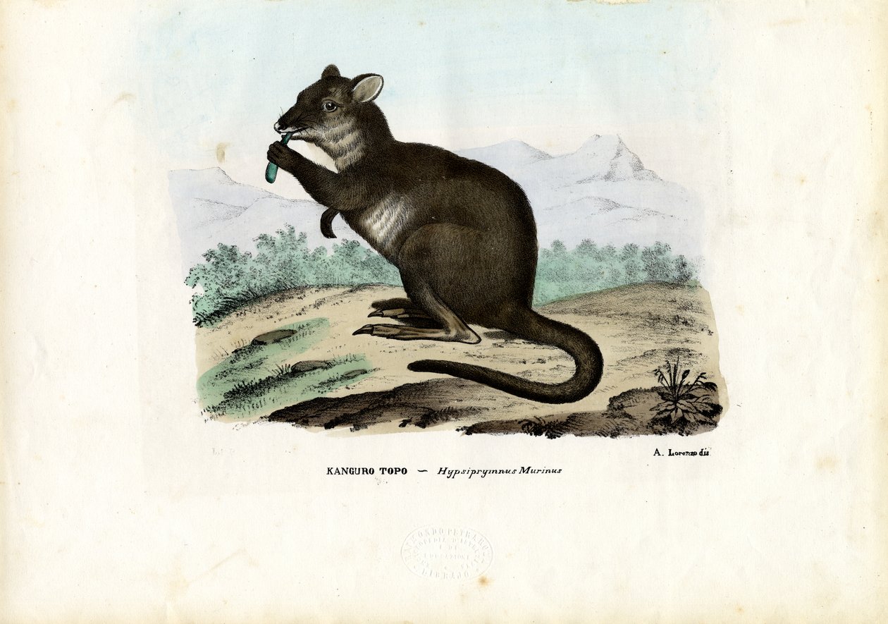 Potoru, 1863-79 av Raimundo Petraroja